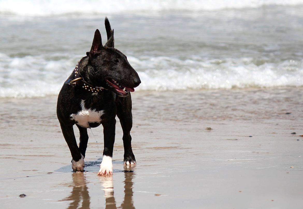 Bullterrier miniature Snoopy billede 1