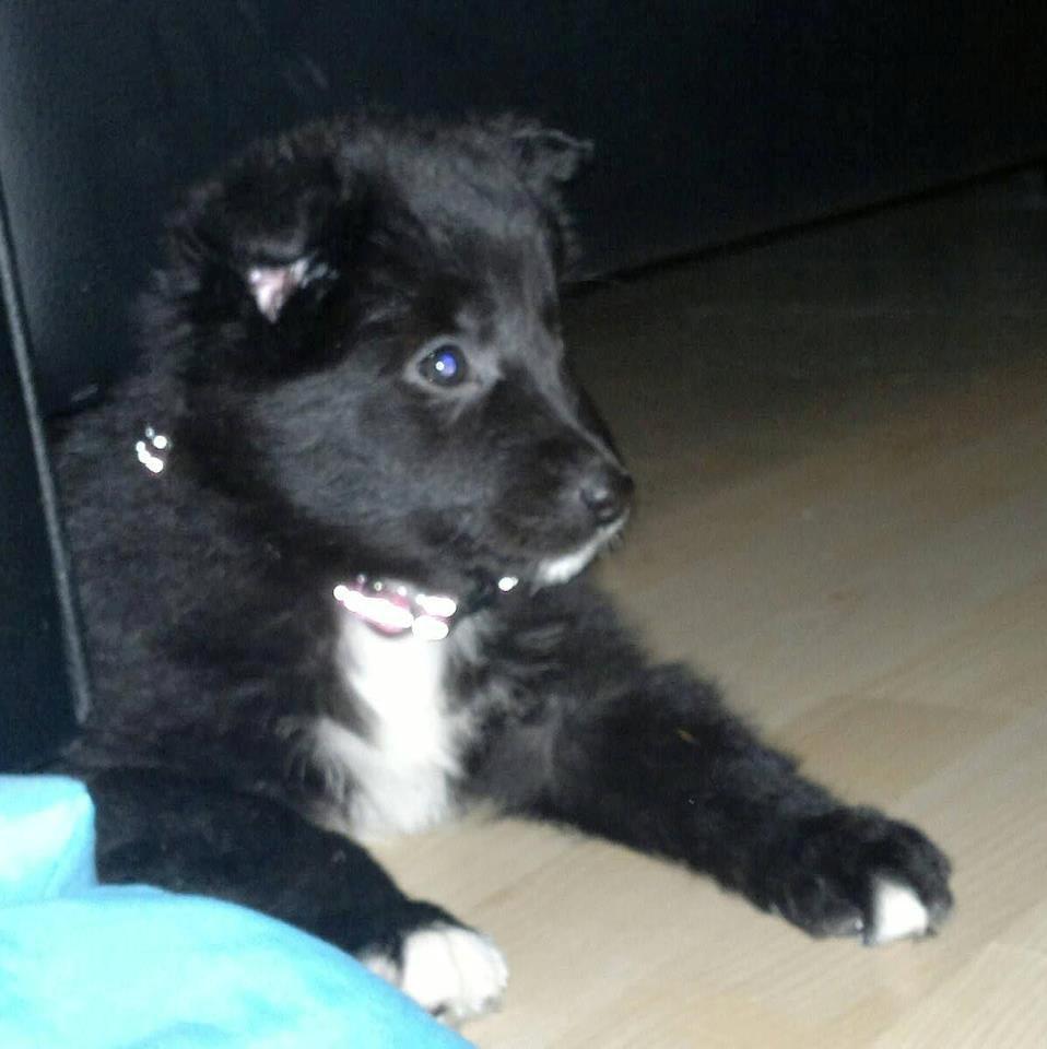 Border collie Shiba - Den dag jeg fik hende efter såååå lang vente tid! Hun er så dejlig! <3 billede 1