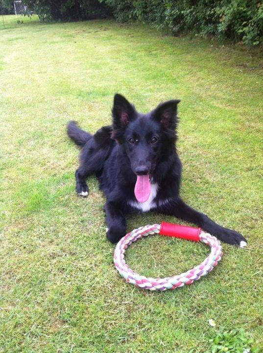 Border collie Shiba - Sidste dag jeg havde hende som min hund.. 6mdr. gammel.. Håber Mia bliver glad for dig! Fordi det blev jeg! <3
Efter en times leg, så fik hun endelig sit ben igen xD billede 3