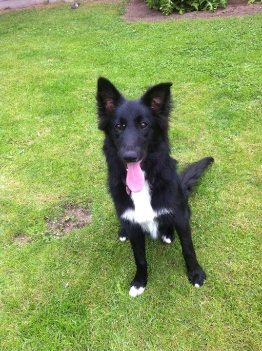 Border collie Shiba - Shiba, en rigtig flot hund. 
Hun er et rigtig fotogen! billede 4