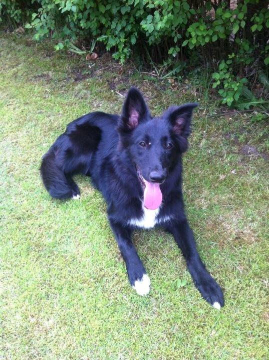 Border collie Shiba - Sidste dag jeg havde hende som min hund.. 6mdr. gammel.. Håber Mia bliver glad for dig! Fordi det blev jeg! <3
Det er hårdt at ligge i solen! :D. billede 6