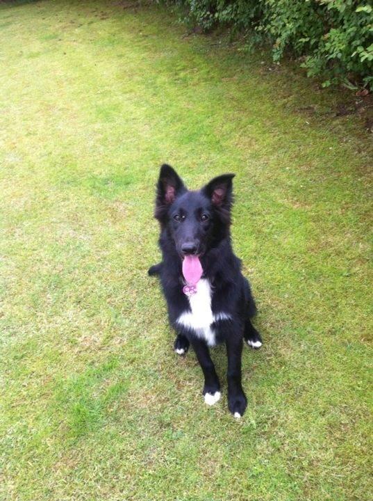 Border collie Shiba - Sidste dag jeg havde hende som min hund.. 6mdr. gammel.. Håber Mia bliver glad for dig! Fordi det blev jeg! <3
Hun vil gerne have sit ben.. :) billede 5