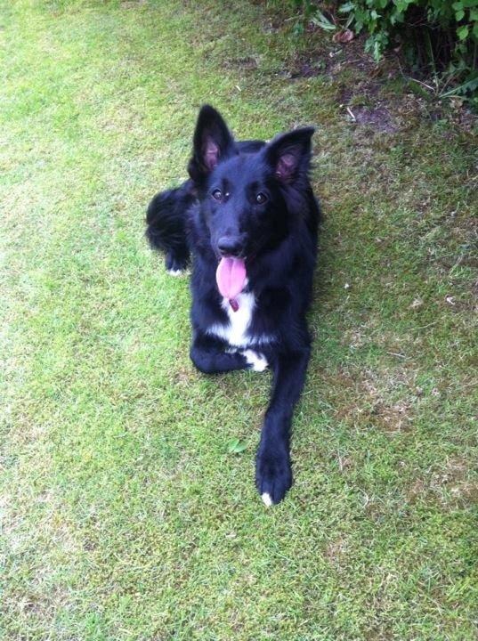 Border collie Shiba - Sidste dag jeg havde hende som min hund.. 6mdr. gammel.. Håber Mia bliver glad for dig! Fordi det blev jeg! <3
Dejligt med skygge! :) billede 7