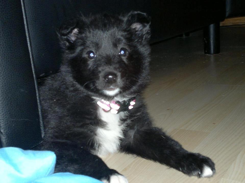 Border collie Shiba - Jeg ville lige se om hun reagerede på hendes navn "Shiba" da det er samme aften som jeg fik hende. <3 billede 2