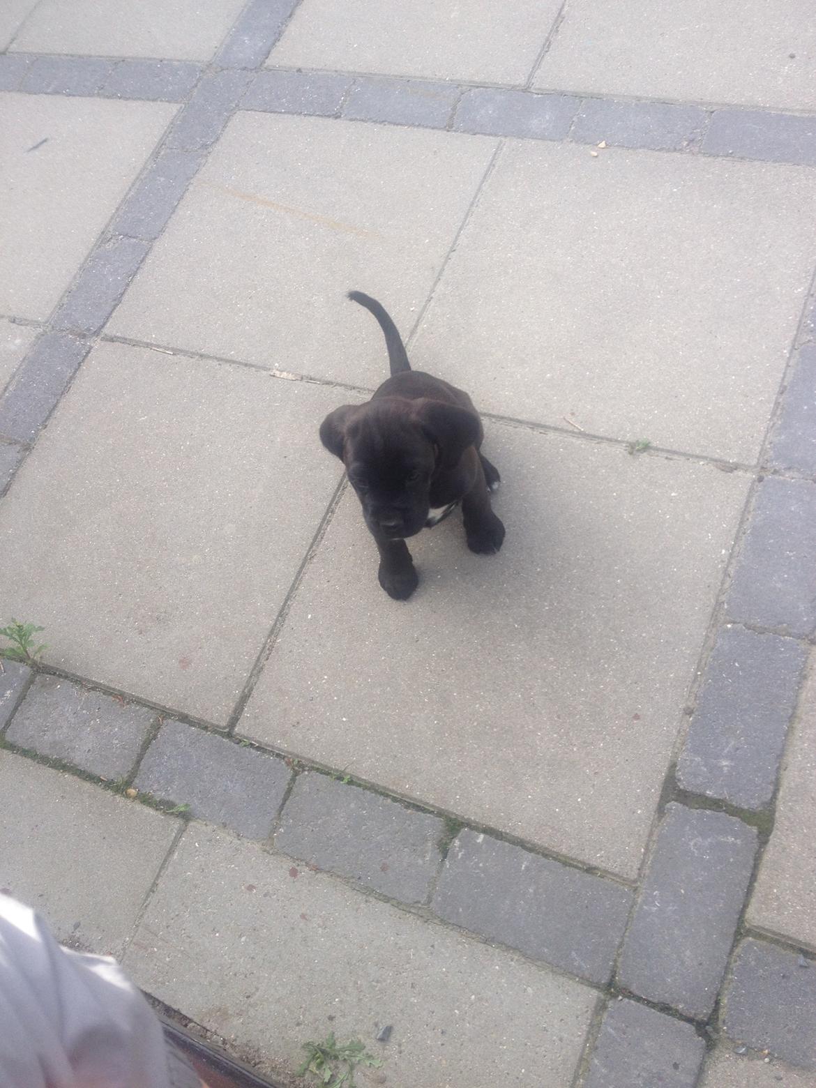 Blanding af racer Trisse billede 1