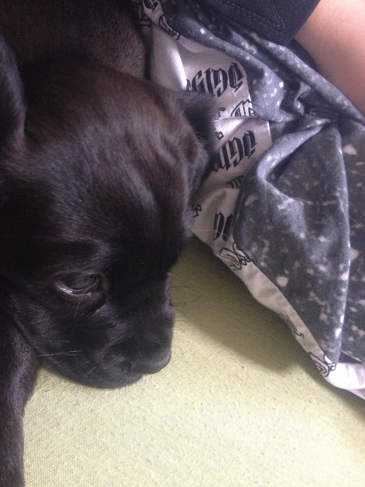 Blanding af racer Trisse billede 9