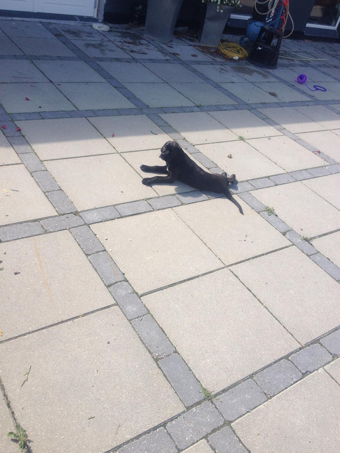 Blanding af racer Trisse billede 11