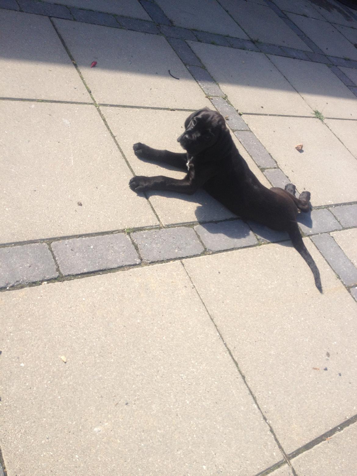 Blanding af racer Trisse billede 12