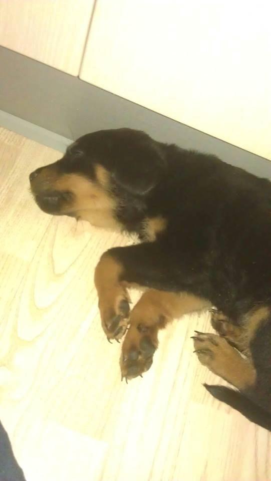 Rottweiler * Malou * - Fra den dag vi fik hende :) billede 14