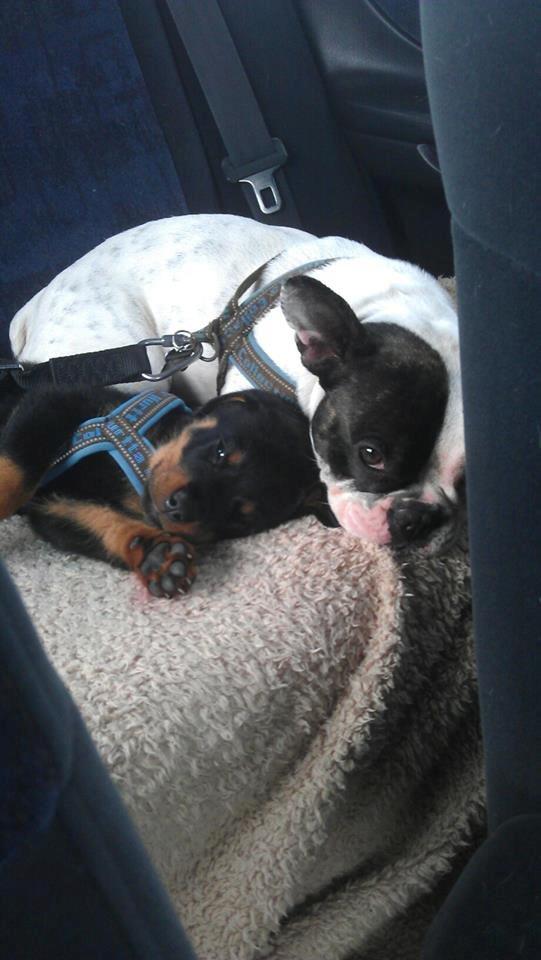 Rottweiler * Malou * - Deres første lange kørertur sammen  billede 11