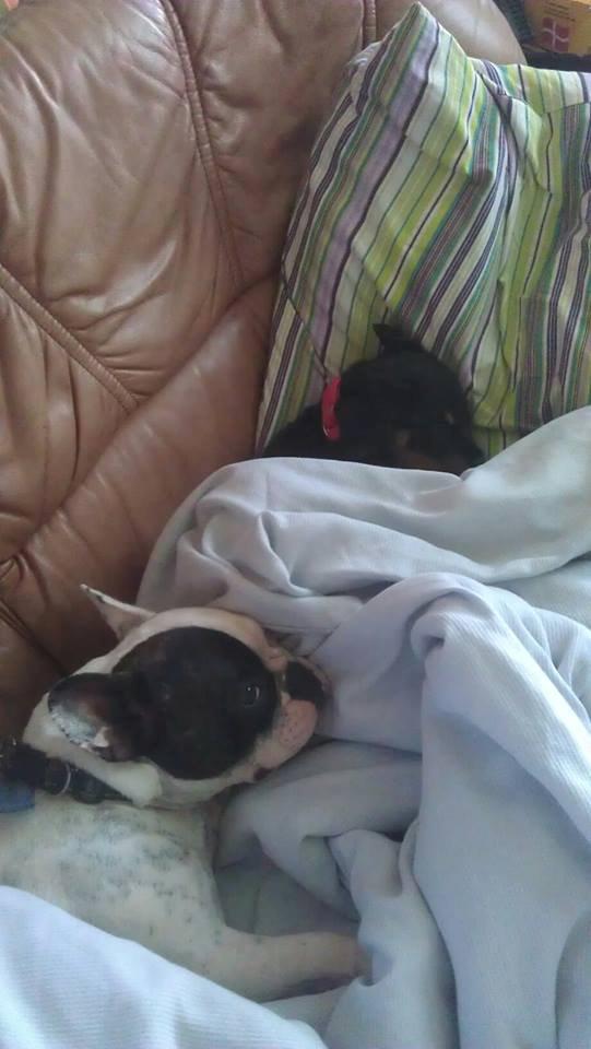 Rottweiler * Malou * - Sofahygge :)  billede 15