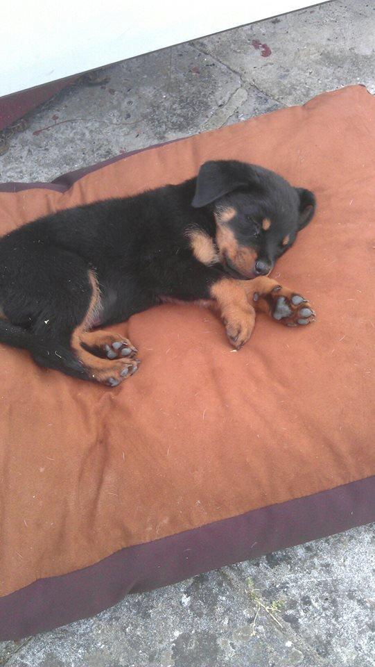 Rottweiler * Malou * - Hygge på terrassen :) billede 16