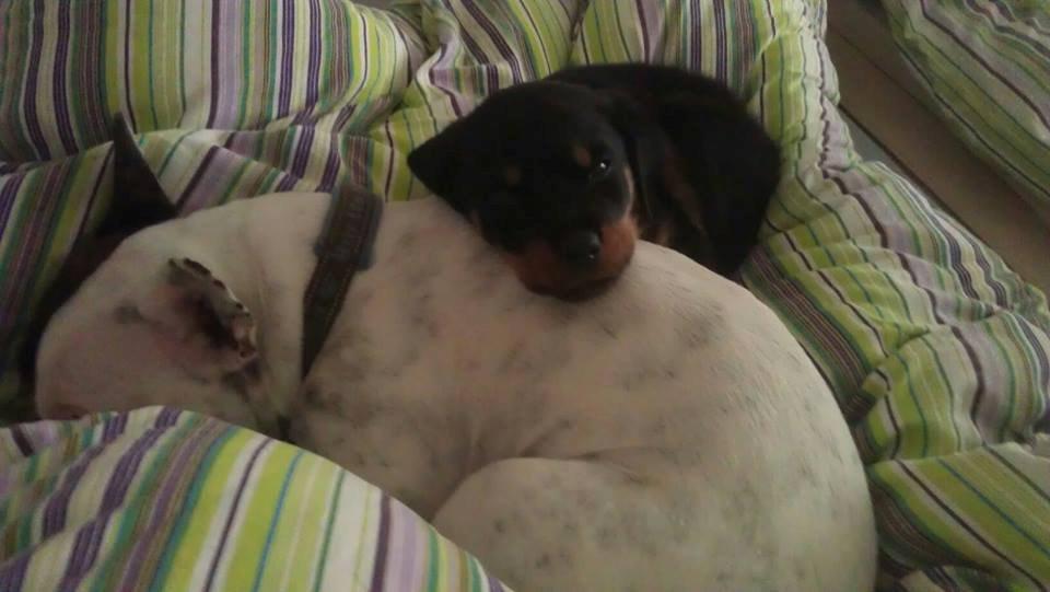 Rottweiler * Malou * - Malou elsker allerede sin storesøster Snuggi <3 billede 17