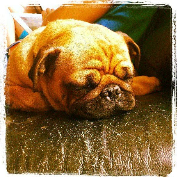 Mops Balder billede 1