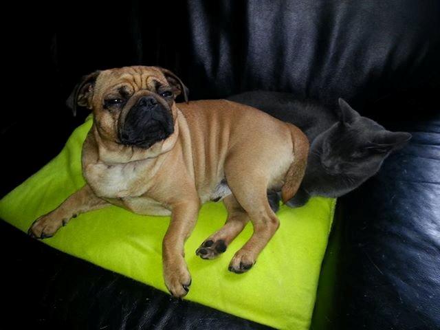 Mops Balder billede 2