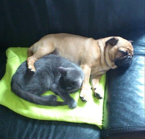 Mops Balder billede 3