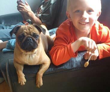 Mops Balder billede 4