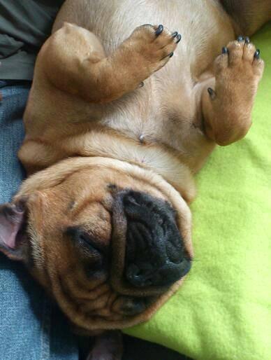 Mops Balder billede 5