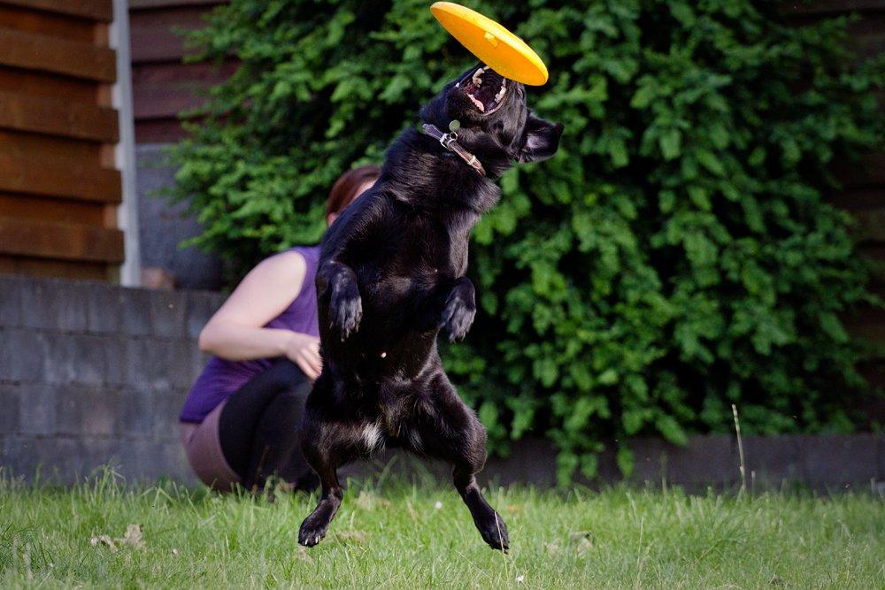 Blanding af racer Keiko - Frisbee! billede 25