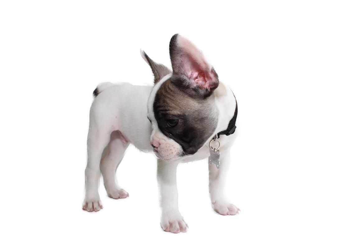 Fransk bulldog Hector billede 15