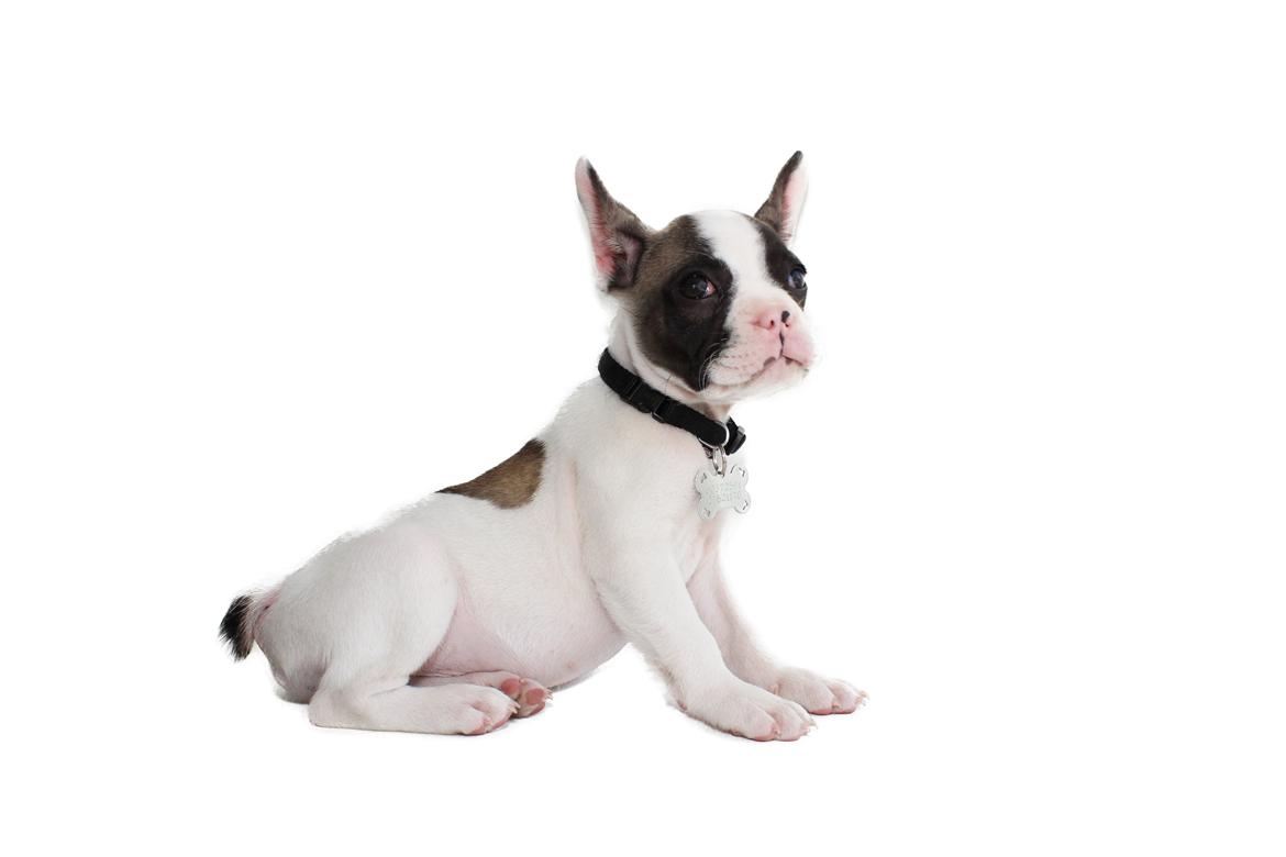 Fransk bulldog Hector billede 16