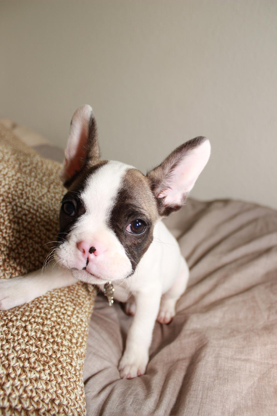 Fransk bulldog Hector billede 17