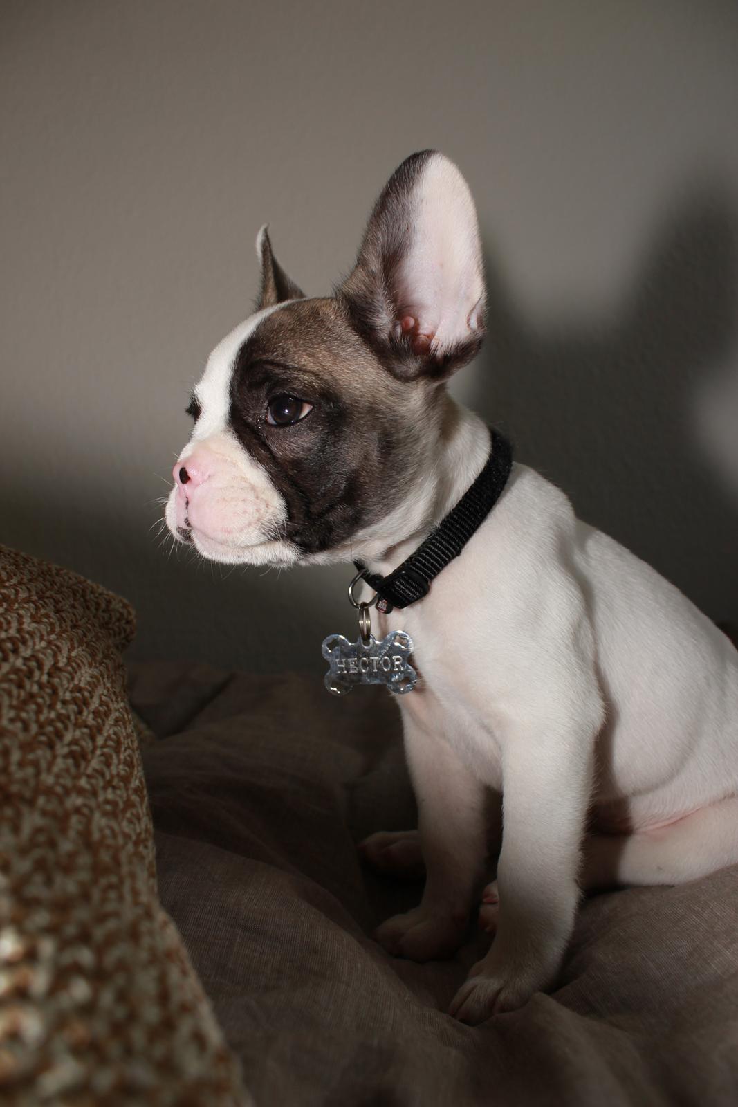 Fransk bulldog Hector billede 18