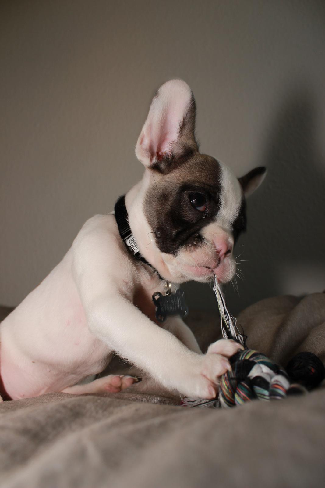 Fransk bulldog Hector billede 19