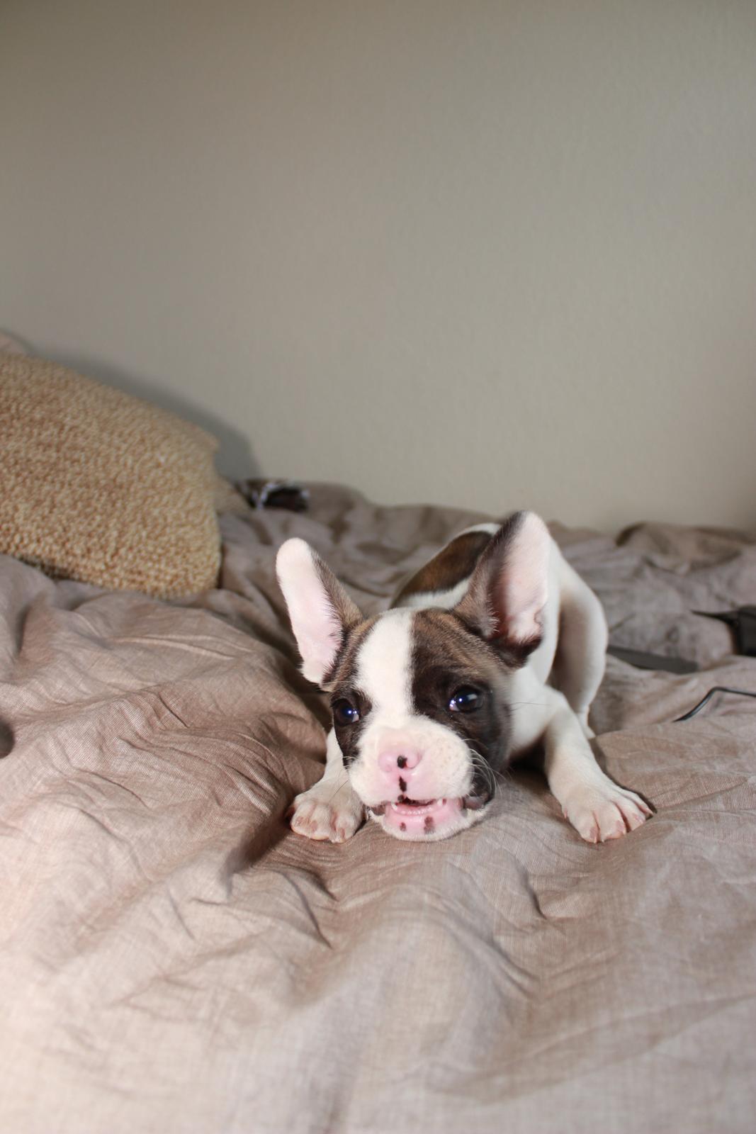 Fransk bulldog Hector billede 20