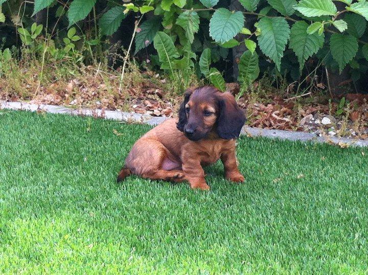 Miniature gravhund Daisy billede 2