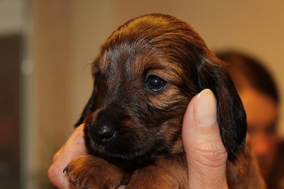 Miniature gravhund Daisy billede 1