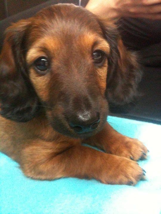 Miniature gravhund Daisy billede 3