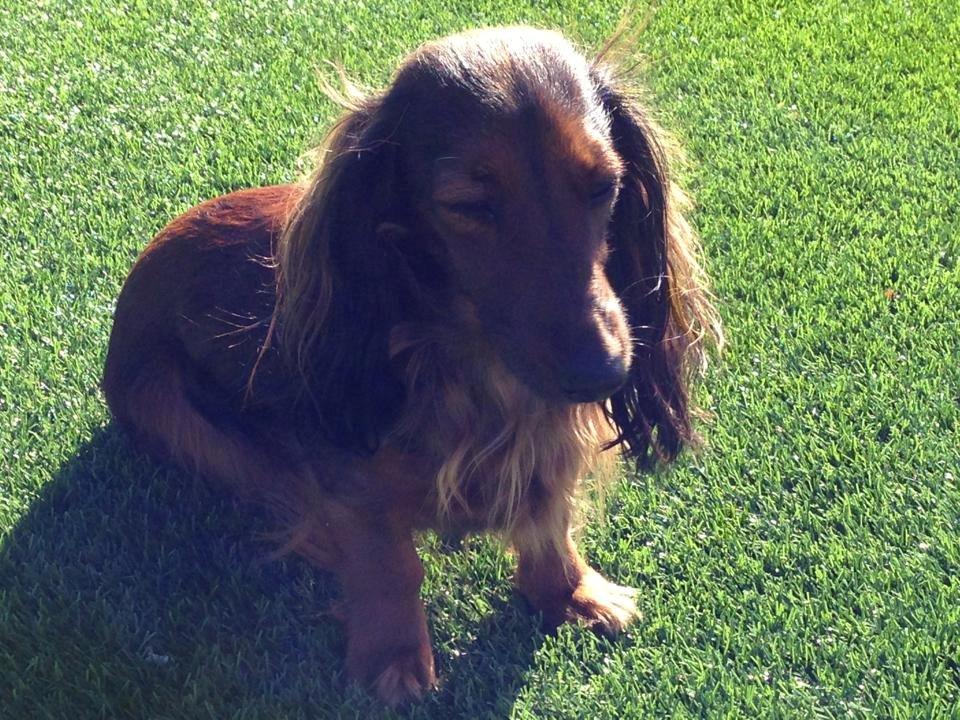 Miniature gravhund Daisy billede 9