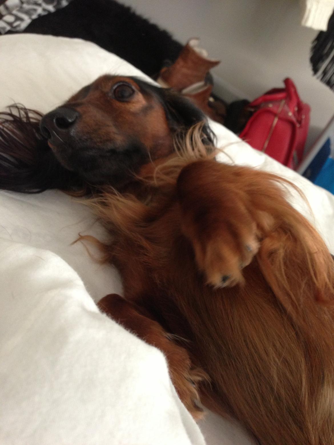 Miniature gravhund Daisy billede 5