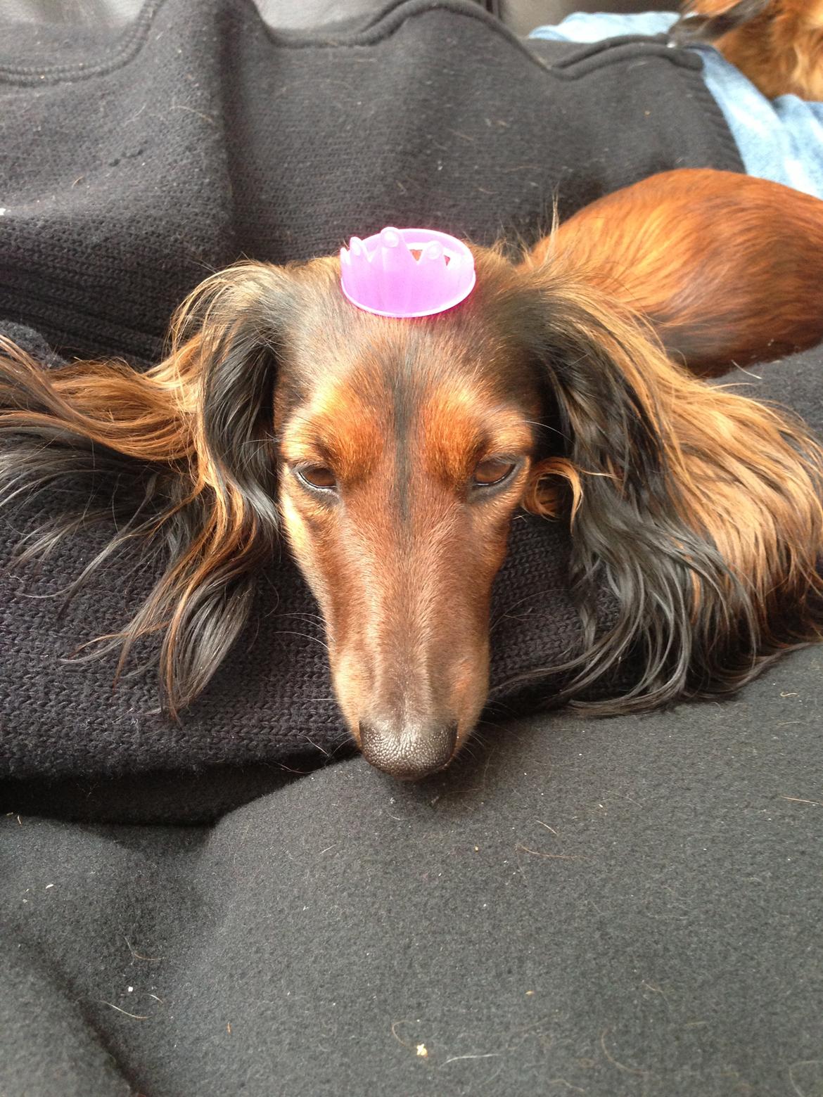 Miniature gravhund Daisy billede 10