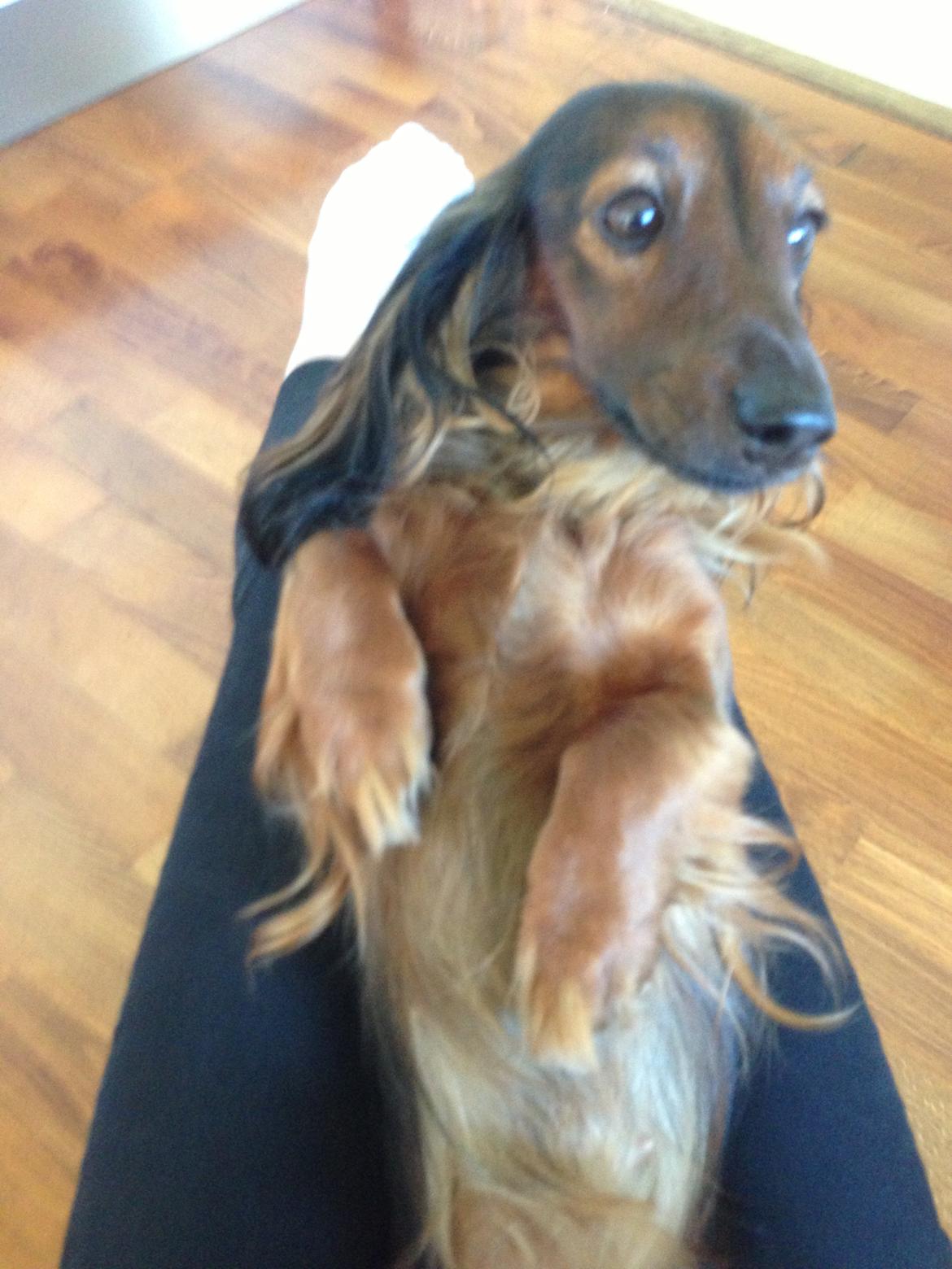 Miniature gravhund Daisy billede 6