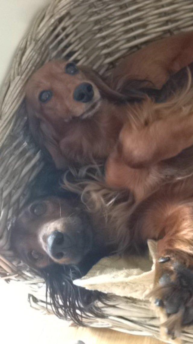 Miniature gravhund Daisy billede 7