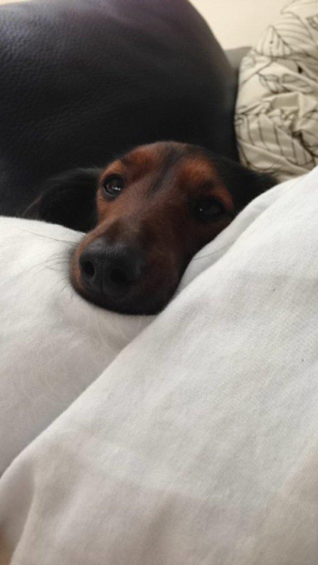 Miniature gravhund Daisy billede 8