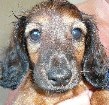 Miniature gravhund Daisy billede 4