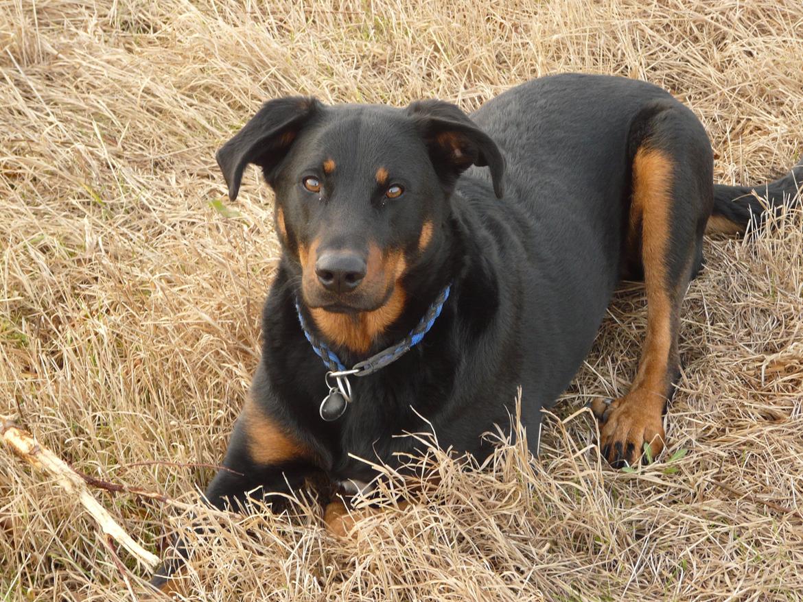 Beauceron Aika - Aika fra Moders Vilje! billede 1