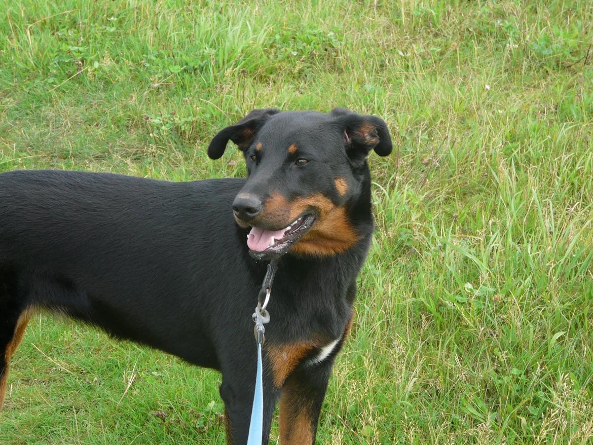 Beauceron Aika - Hvad var det? billede 2