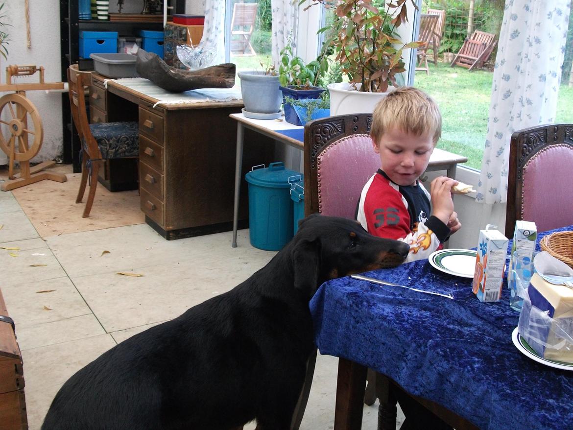 Beauceron Aika - Smager det godt? billede 3