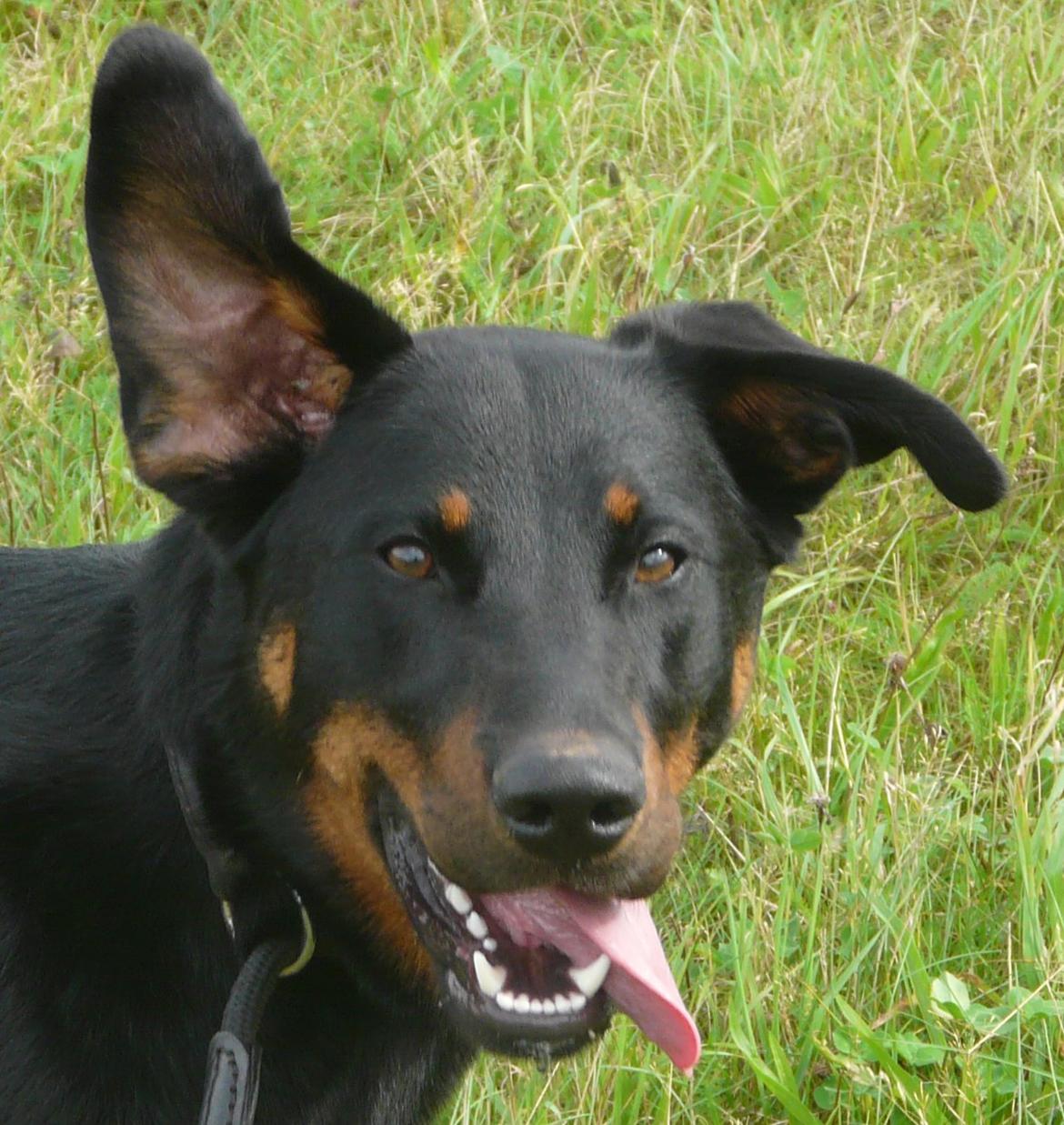 Beauceron Aika - er der nogen? billede 4