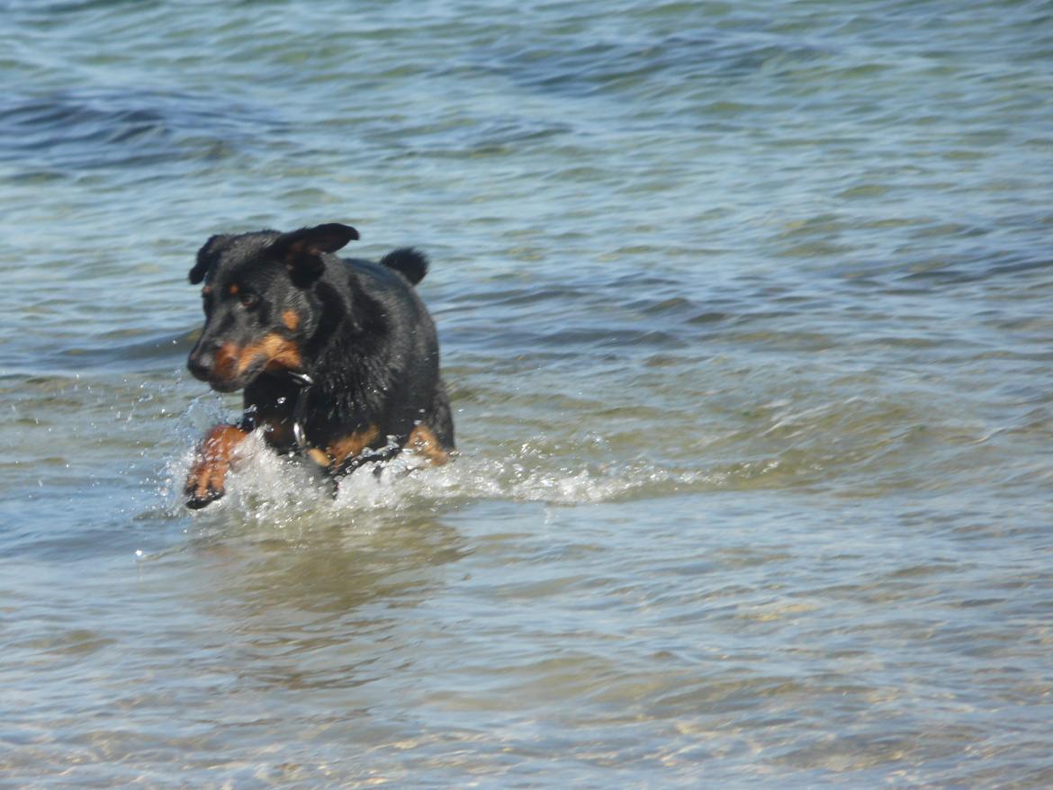 Beauceron Aika - Herligt! billede 5