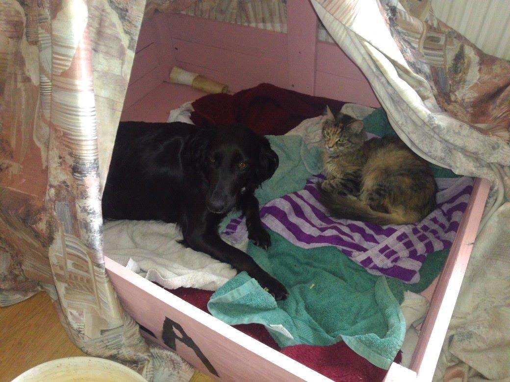 Blanding af racer Nala billede 20