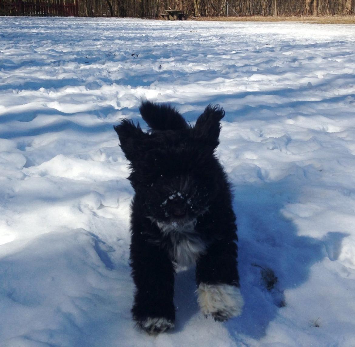 Bichon havanais Alpha billede 12