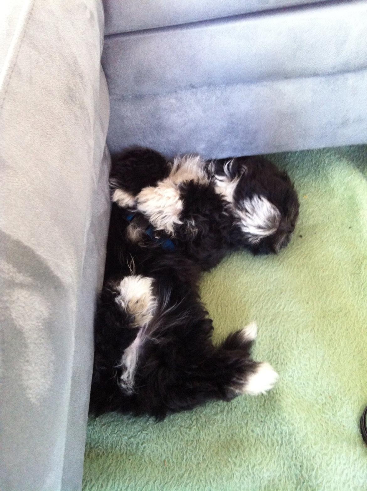 Bichon havanais Alpha billede 13