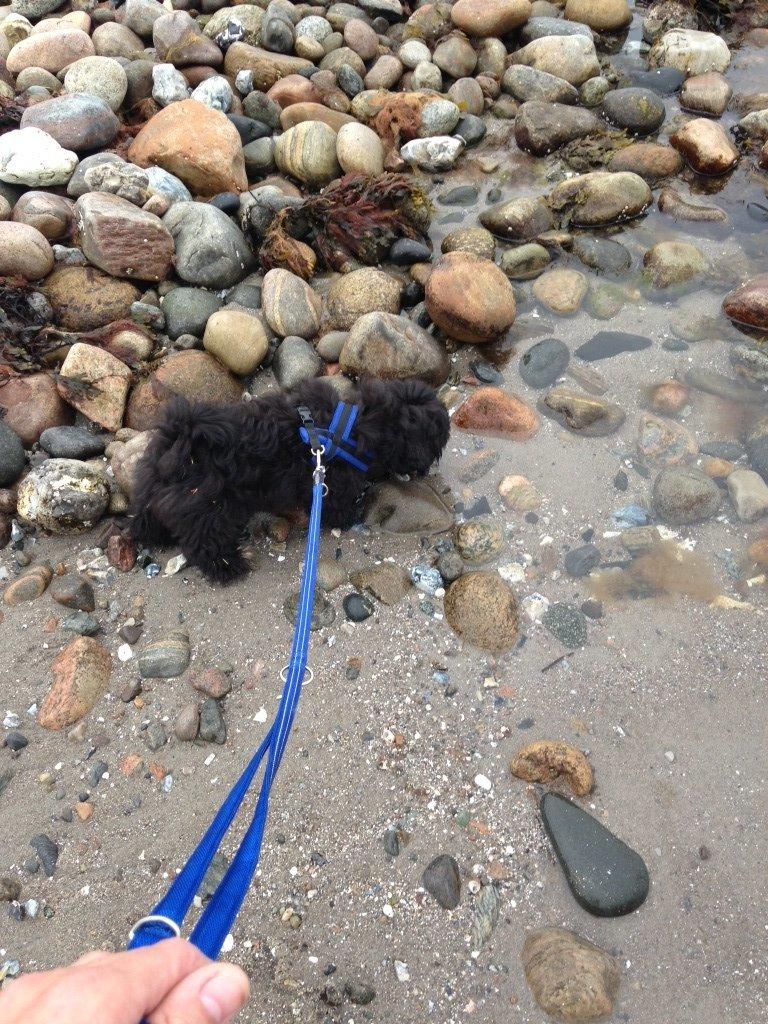 Bichon havanais Alpha billede 14