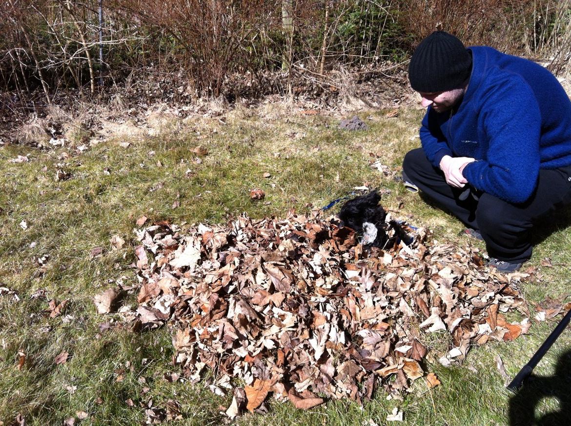 Bichon havanais Alpha billede 15