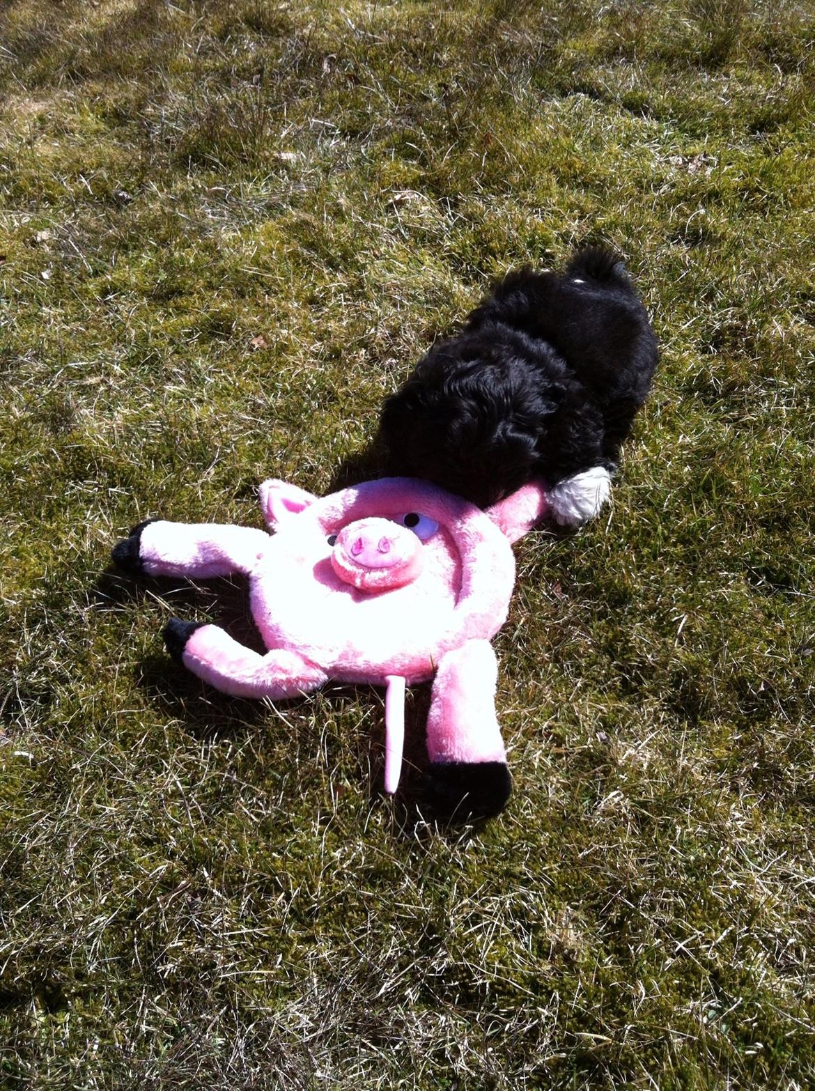 Bichon havanais Alpha billede 16